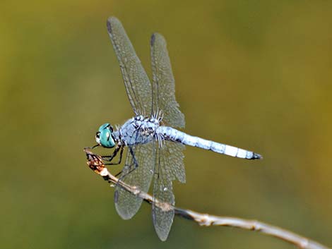 Blue Dasher (Pachydiplax longipennis)