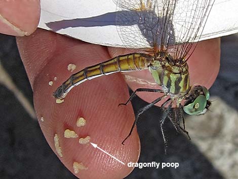 Blue Dasher (Pachydiplax longipennis)