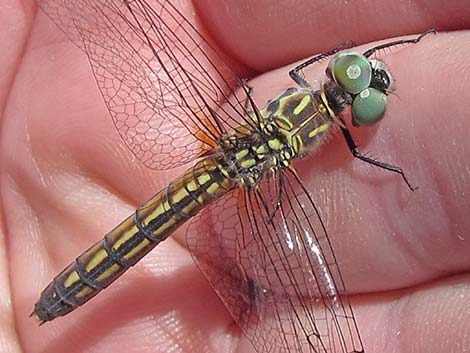 Blue Dasher (Pachydiplax longipennis)