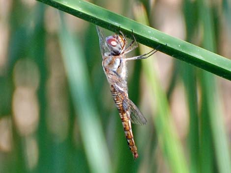 Spot-winged Glider (Pantala hymenaea)