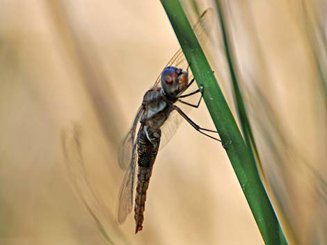 Spot-winged Glider (Pantala hymenaea)