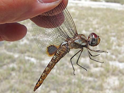 Spot-winged Glider (Pantala hymenaea)