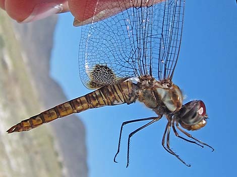 Spot-winged Glider (Pantala hymenaea)