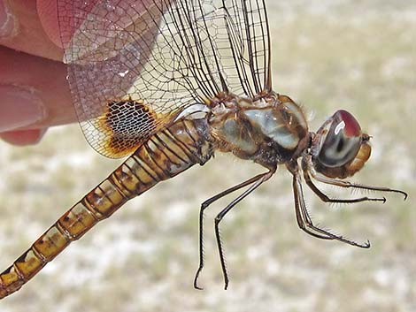 Spot-winged Glider (Pantala hymenaea)