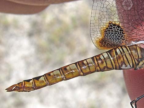 Spot-winged Glider (Pantala hymenaea)