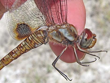 Spot-winged Glider (Pantala hymenaea)