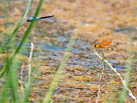 Mexican Amberwing (Perithemis intensa)