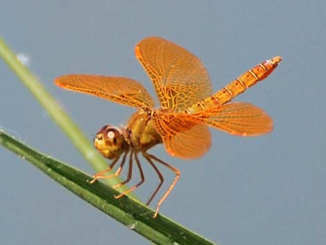 Mexican Amberwing (Perithemis intensa)