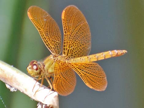 Mexican Amberwing (Perithemis intensa)