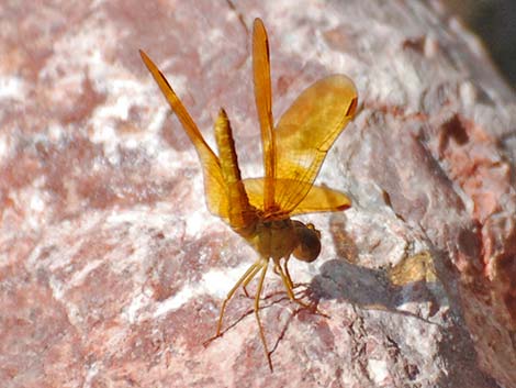 Mexican Amberwing (Perithemis intensa)