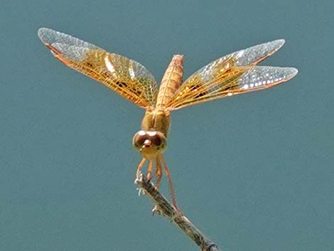 Mexican Amberwing (Perithemis intensa)