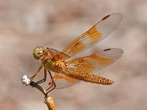 Mexican Amberwing (Perithemis intensa)