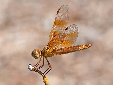 Mexican Amberwing (Perithemis intensa)