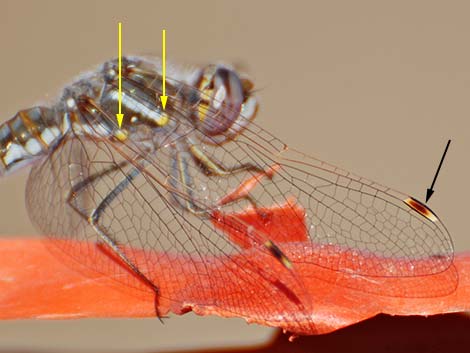 Variegated Meadowhawk (Sympetrum corruptum)