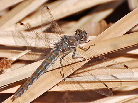 Variegated Meadowhawk (Sympetrum corruptum)