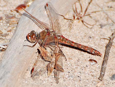 Variegated Meadowhawk (Sympetrum corruptum)