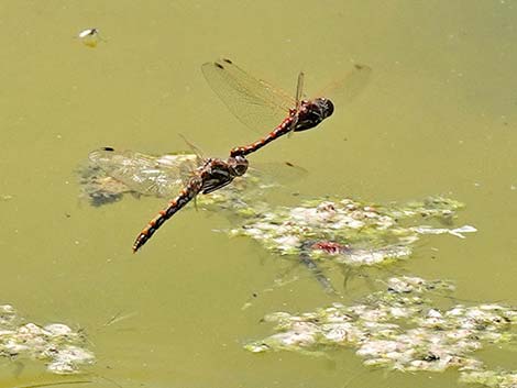 Variegated Meadowhawk (Sympetrum corruptum)