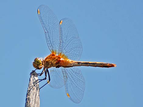 White-faced Meadowhawk (Sympetrum obtrusum)