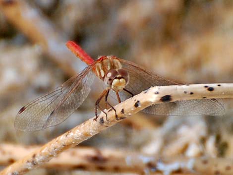 Striped Meadowhawk (Sympetrum pallipes)