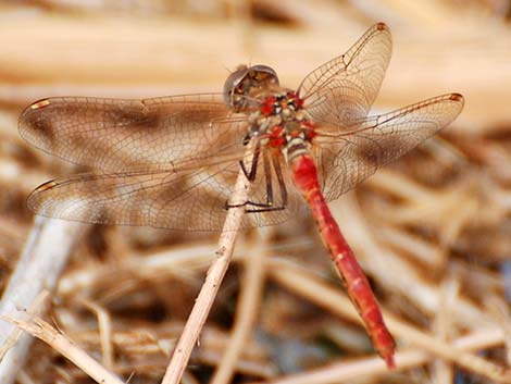 Striped Meadowhawk (Sympetrum pallipes)