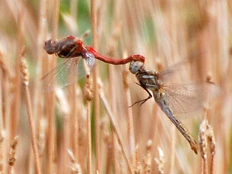 Striped Meadowhawk (Sympetrum pallipes)