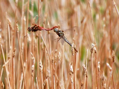 Striped Meadowhawk (Sympetrum pallipes)