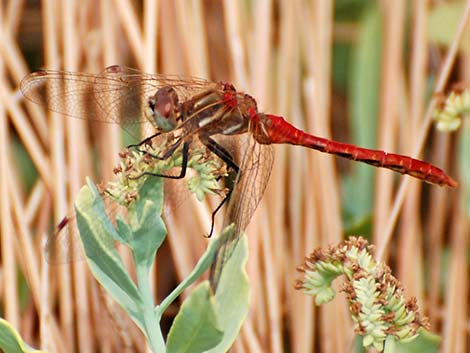 Striped Meadowhawk (Sympetrum pallipes)