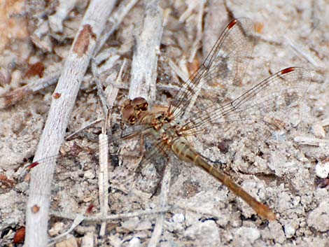 Striped Meadowhawk (Sympetrum pallipes)