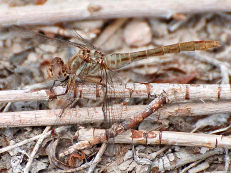 Striped Meadowhawk (Sympetrum pallipes)