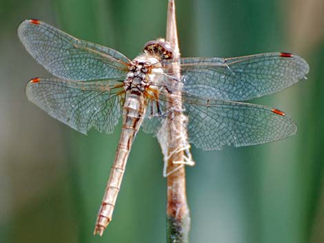 Striped Meadowhawk (Sympetrum pallipes)