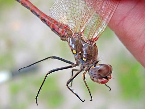 Striped Meadowhawk (Sympetrum pallipes)