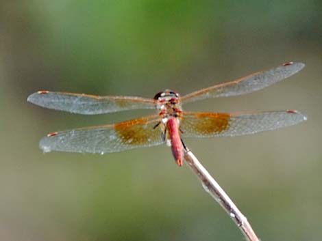 Band-winged Meadowhawk (Sympetrum semicinctum)