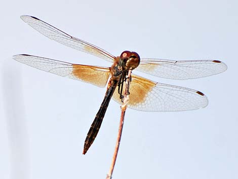 Band-winged Meadowhawk (Sympetrum semicinctum)