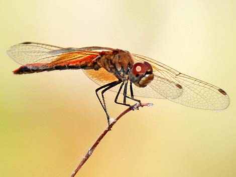 Band-winged Meadowhawk (Sympetrum semicinctum)