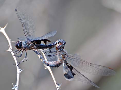 Black Saddlebags (Tramea lacerata)