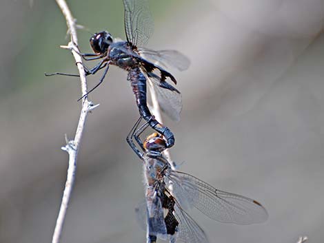 Black Saddlebags (Tramea lacerata)