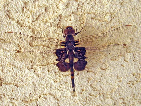 Black Saddlebags (Tramea lacerata)