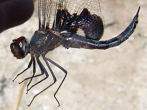 Black Saddlebags (Tramea lacerata)