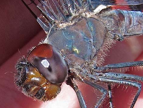 Black Saddlebags (Tramea lacerata)