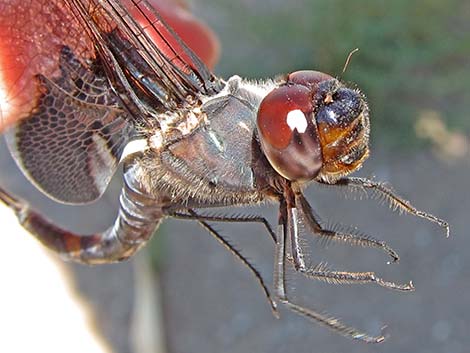 Black Saddlebags (Tramea lacerata)