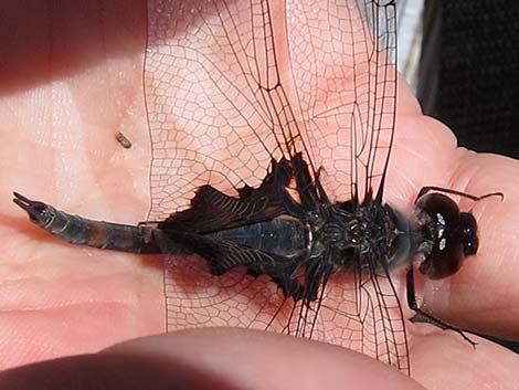 Black Saddlebags (Tramea lacerata)