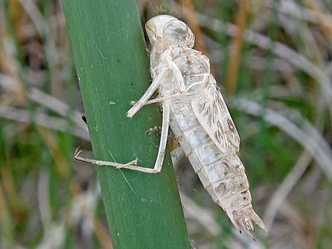 Tramea lacerata (black saddlebag) exuvia (shed)