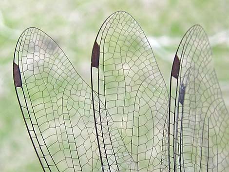 Black Saddlebags (Tramea lacerata)