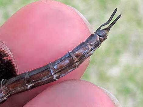 Black Saddlebags (Tramea lacerata)