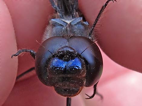 Black Saddlebags (Tramea lacerata)