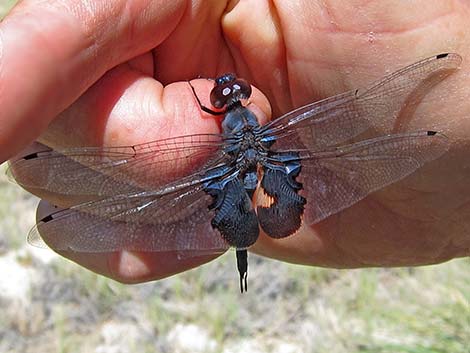 Black Saddlebags (Tramea lacerata)