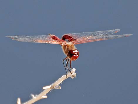 Red Saddlebags (Tramea onusta)