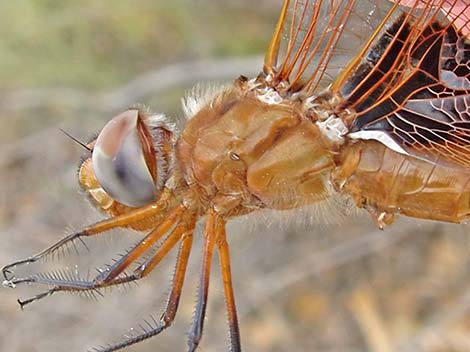 Red Saddlebag (Tramea onusta)