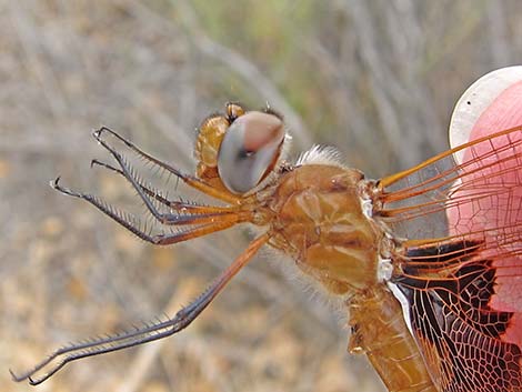 Red Saddlebag (Tramea onusta)