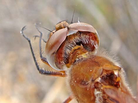 Red Saddlebag (Tramea onusta)